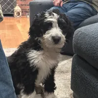 Maggie, a female Aussiedoodle and Poodle - Standard  for sale in South Glastonbury, CT – Photo 1 of 9