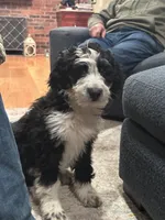 Maggie, a female Aussiedoodle and Poodle - Standard  for sale in South Glastonbury, CT – Photo 1 of 9