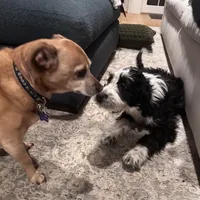 Maggie, a female Aussiedoodle and Poodle - Standard  for sale in South Glastonbury, CT – Photo 5 of 9