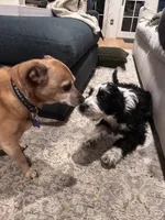 Maggie, a female Aussiedoodle and Poodle - Standard  for sale in South Glastonbury, CT – Photo 5 of 9