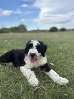 Huck, a male Aussiedoodle and Poodle - Standard  for sale in South Glastonbury, CT – Photo 1 of 9
