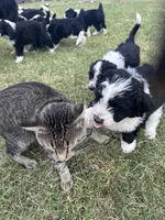 Huck, a male Aussiedoodle and Poodle - Standard  for sale in South Glastonbury, CT – Photo 8 of 9