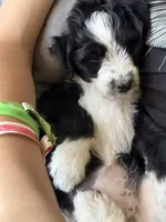 Huck, a male Aussiedoodle and Poodle - Standard  for sale in South Glastonbury, CT – Photo 2 of 9