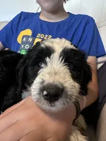 Huck, a male Aussiedoodle and Poodle - Standard  for sale in South Glastonbury, CT – Photo 3 of 9