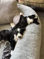 Huck, a male Aussiedoodle and Poodle - Standard  for sale in South Glastonbury, CT – Photo 6 of 9
