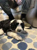 Huck, a male Aussiedoodle and Poodle - Standard  for sale in South Glastonbury, CT – Photo 7 of 9