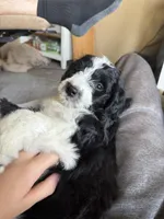 Huck, a male Aussiedoodle and Poodle - Standard  for sale in South Glastonbury, CT – Photo 9 of 9