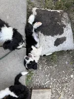 Huck, a male Aussiedoodle and Poodle - Standard  for sale in South Glastonbury, CT – Photo 5 of 9