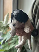 Starling, a female Poodle - Multi-Colored Standard for sale in South Glastonbury, CT – 4 of 4