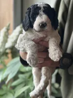 Starling, a female Poodle - Multi-Colored Standard for sale in South Glastonbury, CT – 2 of 4
