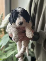 Starling, a female Poodle - Multi-Colored Standard for sale in South Glastonbury, CT – 3 of 4