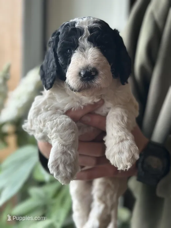 Starling – Poodle - Multi-Colored Standard puppy for sale in South Glastonbury, CT