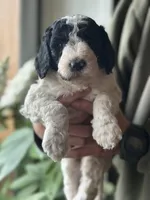 Starling, a female Poodle - Multi-Colored Standard for sale in South Glastonbury, CT – 1 of 4