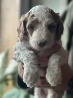 Wren, a female Poodle - Multi-Colored Standard for sale in South Glastonbury, CT – 2 of 9