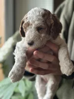 Wren, a female Poodle - Multi-Colored Standard for sale in South Glastonbury, CT – 7 of 9