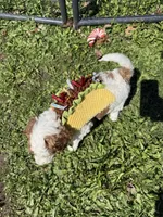 Wren, a female Poodle - Multi-Colored Standard for sale in South Glastonbury, CT – 9 of 9