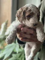 Wren, a female Poodle - Multi-Colored Standard for sale in South Glastonbury, CT – 6 of 9