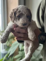 Wren, a female Poodle - Multi-Colored Standard for sale in South Glastonbury, CT – 5 of 9