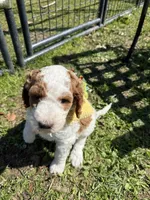 Wren, a female Poodle - Multi-Colored Standard for sale in South Glastonbury, CT – 8 of 9