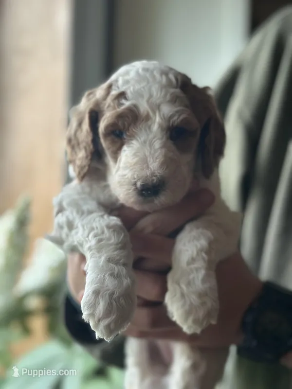 Wren – Poodle - Multi-Colored Standard puppy for sale in South Glastonbury, CT