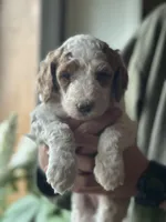 Wren, a female Poodle - Multi-Colored Standard for sale in South Glastonbury, CT – 1 of 9