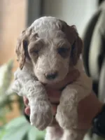 Wren, a female Poodle - Multi-Colored Standard for sale in South Glastonbury, CT – 3 of 9