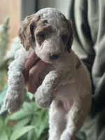 Wren, a female Poodle - Multi-Colored Standard for sale in South Glastonbury, CT – 4 of 9