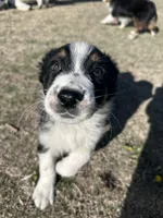 Bob, a male Australian Shepherd for sale in South Glastonbury, CT – Photo 4 of 8