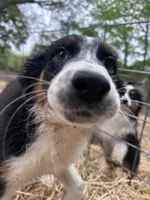 Bob, a male Australian Shepherd for sale in South Glastonbury, CT – Photo 7 of 8