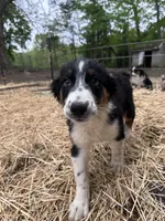 Bob, a male Australian Shepherd for sale in South Glastonbury, CT – Photo 2 of 8