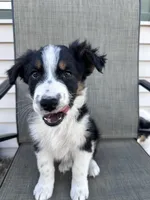 Bob, a male Australian Shepherd for sale in South Glastonbury, CT – Photo 5 of 8