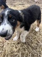 Bob, a male Australian Shepherd for sale in South Glastonbury, CT – Photo 6 of 8