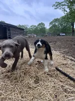 Bob, a male Australian Shepherd for sale in South Glastonbury, CT – Photo 8 of 8