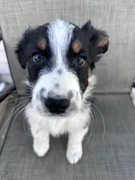 Bob, a male Australian Shepherd for sale in South Glastonbury, CT – Photo 3 of 8