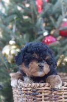 Bear, a male Miniature Aussiedoodle for sale in South Glastonbury, CT – Photo 5 of 9
