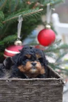 Bear, a male Miniature Aussiedoodle for sale in South Glastonbury, CT – Photo 8 of 9