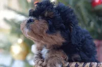 Bear, a male Miniature Aussiedoodle for sale in South Glastonbury, CT – Photo 2 of 9