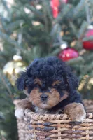 Bear, a male Miniature Aussiedoodle for sale in South Glastonbury, CT – Photo 3 of 9