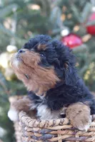 Bear, a male Miniature Aussiedoodle for sale in South Glastonbury, CT – Photo 4 of 9