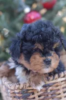 Bear, a male Miniature Aussiedoodle for sale in South Glastonbury, CT – Photo 6 of 9