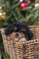 Bear, a male Miniature Aussiedoodle for sale in South Glastonbury, CT – Photo 9 of 9