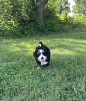 Brandy, a female Miniature Bernedoodle for sale in South Glastonbury, CT – Photo 1 of 5