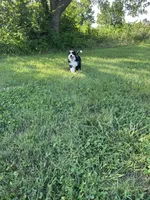 Brandy, a female Miniature Bernedoodle for sale in South Glastonbury, CT – Photo 5 of 5
