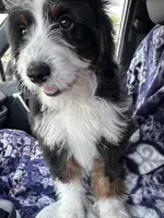 Brandy, a female Miniature Bernedoodle for sale in South Glastonbury, CT – Photo 3 of 5