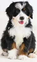 Brandy, a female Miniature Bernedoodle for sale in South Glastonbury, CT – Photo 2 of 5