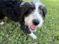 Brandy, a female Miniature Bernedoodle for sale in South Glastonbury, CT – Photo 4 of 5