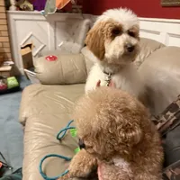 Maddox, a male Bernedoodle for sale in South Glastonbury, CT – Photo 8 of 8
