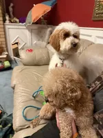 processed/08a1c835-fbc9-437d-a6da-cd933df971f4/listing/7bc5682b-3407-41ba-b700-0b6095d2a496/1178f7ad-975c-457c-92a5-88717b68a2df