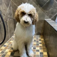 Maddox, a male Bernedoodle for sale in South Glastonbury, CT – Photo 2 of 8