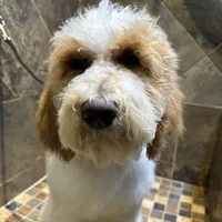 Maddox, a male Bernedoodle for sale in South Glastonbury, CT – Photo 5 of 8